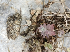 Hypericum lanuginosum
