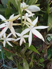 Phaius