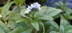 Myosotis scorpioides