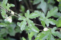 Passiflora bryonioides