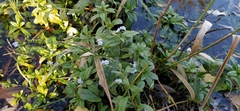 Myosotis scorpioides