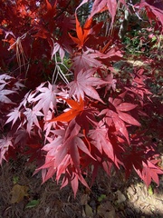 Acer palmatum