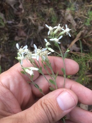 Sericocarpus tortifolius