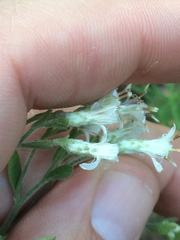 Sericocarpus tortifolius