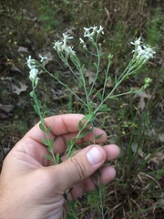 Sericocarpus tortifolius