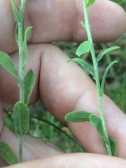 Sericocarpus tortifolius