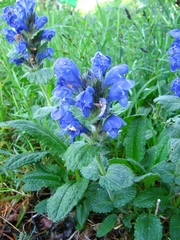 Dracocephalum grandiflorum