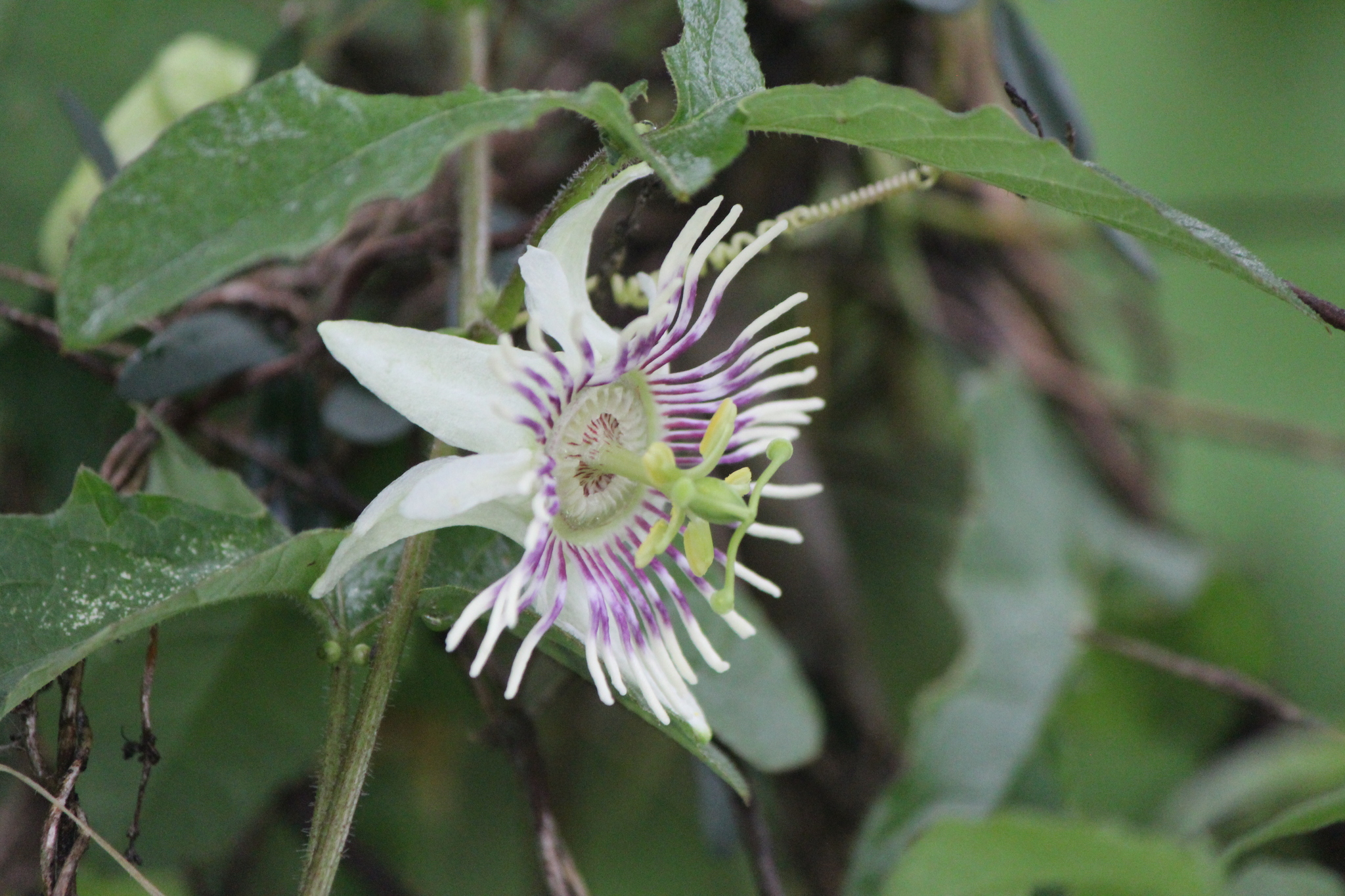Passiflora bryonioides