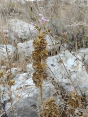 Pseudodictamnus undulatus