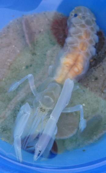 beach ghost shrimp