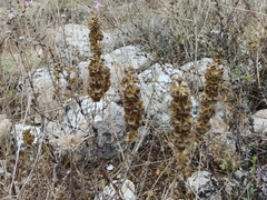 Pseudodictamnus undulatus