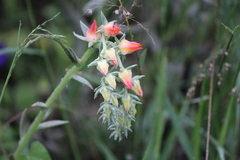 Echeveria bifida