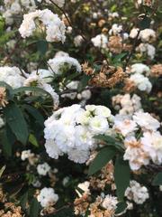 Spiraea cantoniensis