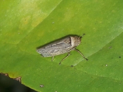 Sordana sordida