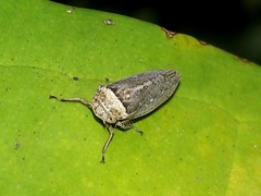 Sordana sordida