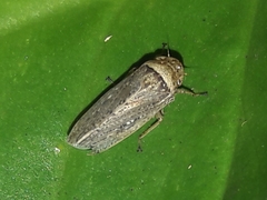 Sordana sordida