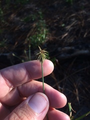 Cyperus plukenetii