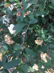 Spiraea cantoniensis