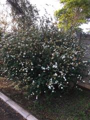 Spiraea cantoniensis