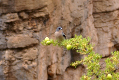 Fringilla coelebs africana