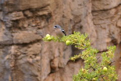 Fringilla coelebs africana