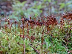 Herzogiella seligeri