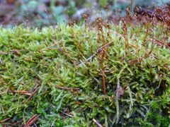 Herzogiella seligeri