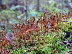 Herzogiella seligeri