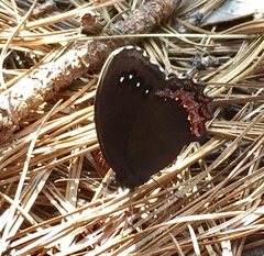 Gyrocheilus patrobas