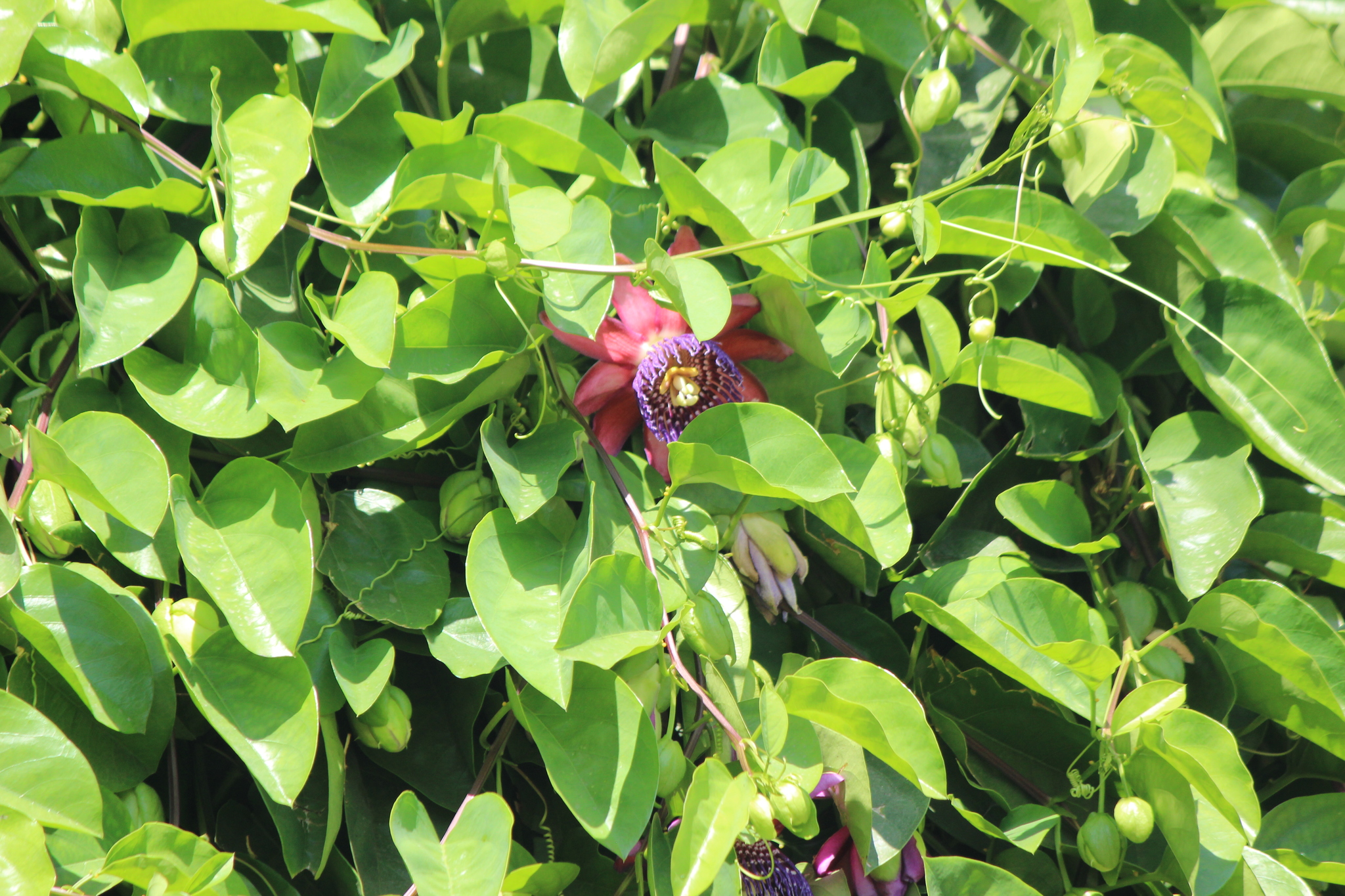 Passiflora alata : Winged-stem passion flower