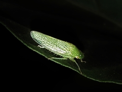 Reticana