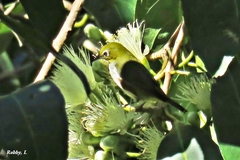 Zosterops erythropleurus