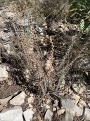 Astrolepis cochisensis