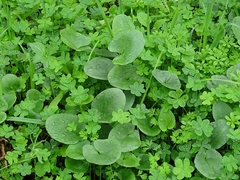 Arisarum