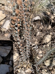 Astrolepis cochisensis