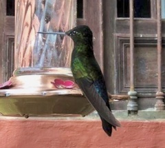 Coeligena helianthea