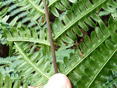 Pteris tripartita