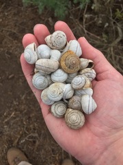 Helminthoglypta stiversiana