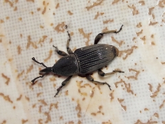 Cosmopolites sordidus