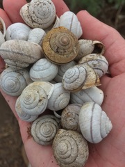 Helminthoglypta stiversiana