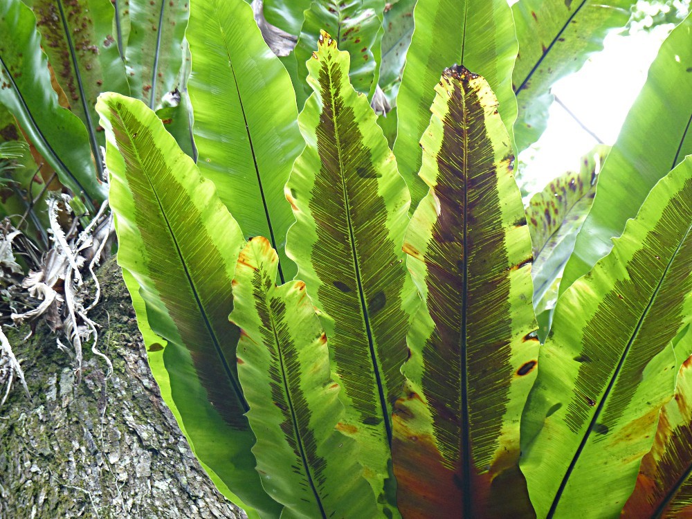 Asplenium australasicum
