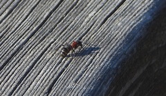 Camponotus ligniperda