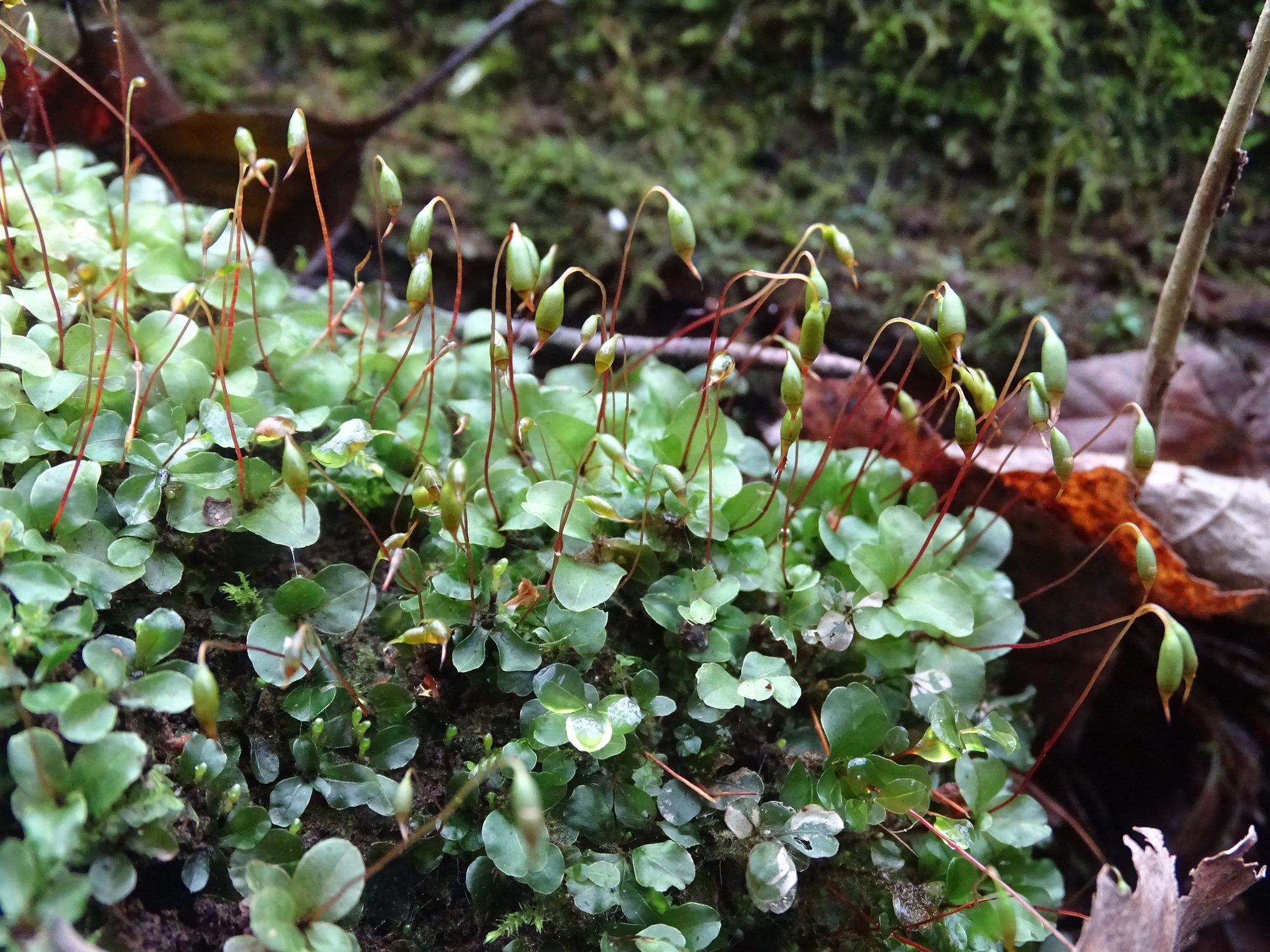 Rhizomnium punctatum