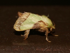 Parasa chloris