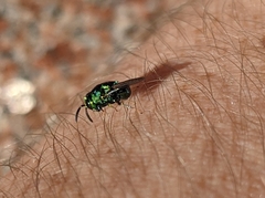 Euperilampus triangularis