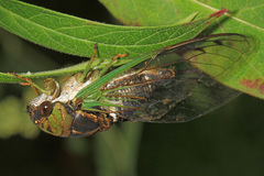 Neotibicen tibicen tibicen