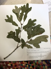 Quercus similis