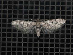 Eupithecia subcolorata