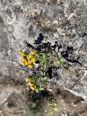 Perityle lindheimeri