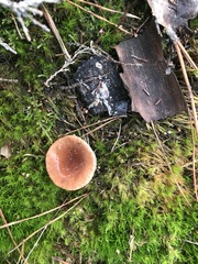 Lactarius hepaticus